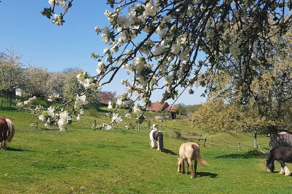 Les Vergers D'Epona "Fremifontaine Vosges" ภายนอก รูปภาพ